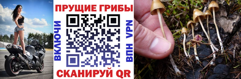 Галлюциногенные грибы Psilocybine cubensis  Строитель 